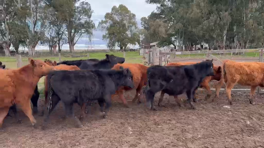 Lote 70 Terneros/as