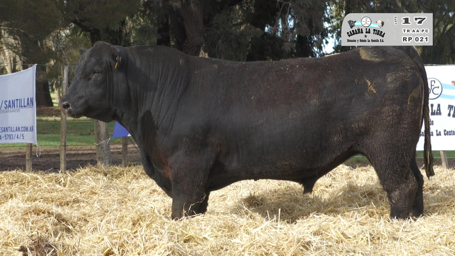 Lote TOROS PUROS CONTROLADOS