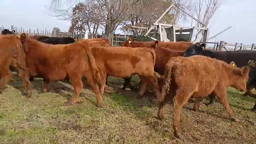 Lote 91 Novillitos en Buenos Aires, Los Toldos