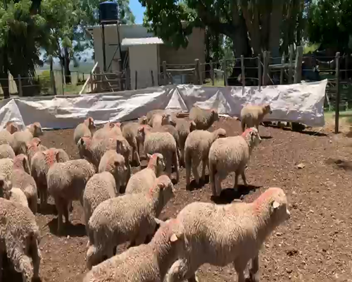 Lote 400 Corderos en Artigas