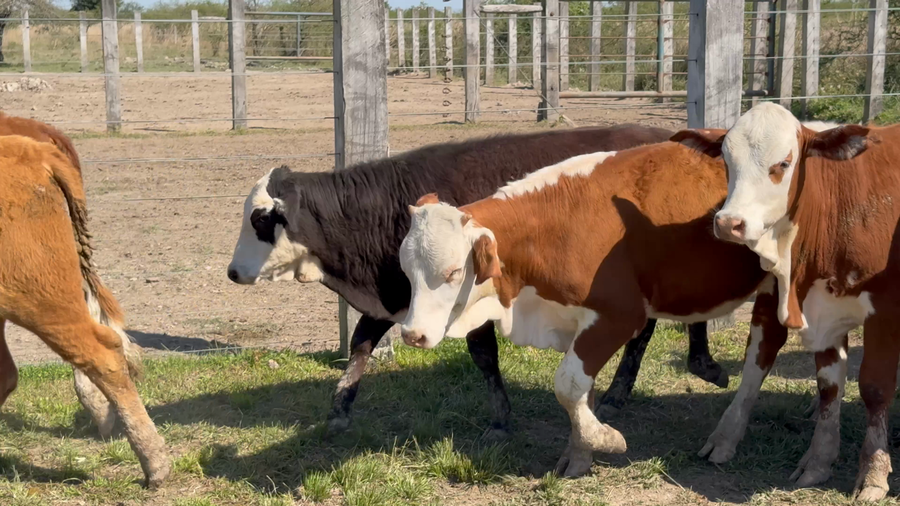 Lote 107 Terneros/as en Corrientes, Mercedes
