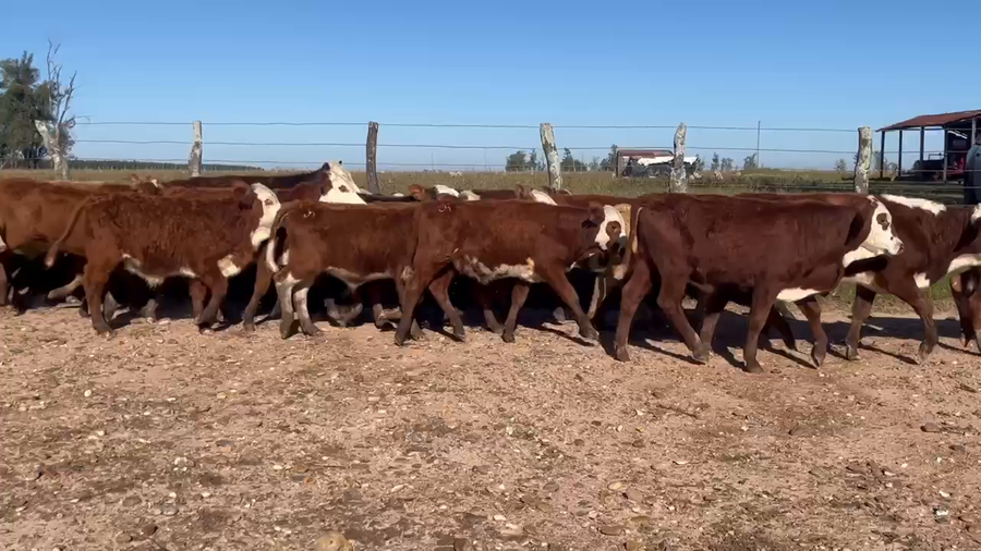 Lote 84 Terneros
