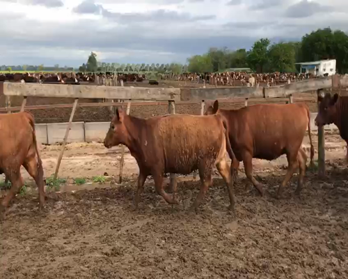 Lote 50 VAQUILLONAS ANGUS COLORADAS DE 330 KG  P/ ENTORAR, EN SAN ANTONIO DE ARECO, PBA.-