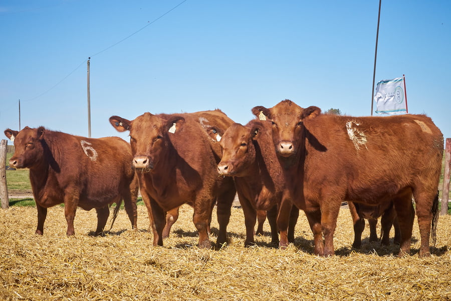 Lote "TRES MOLINOS" Vaquillas Controladas Preñadas