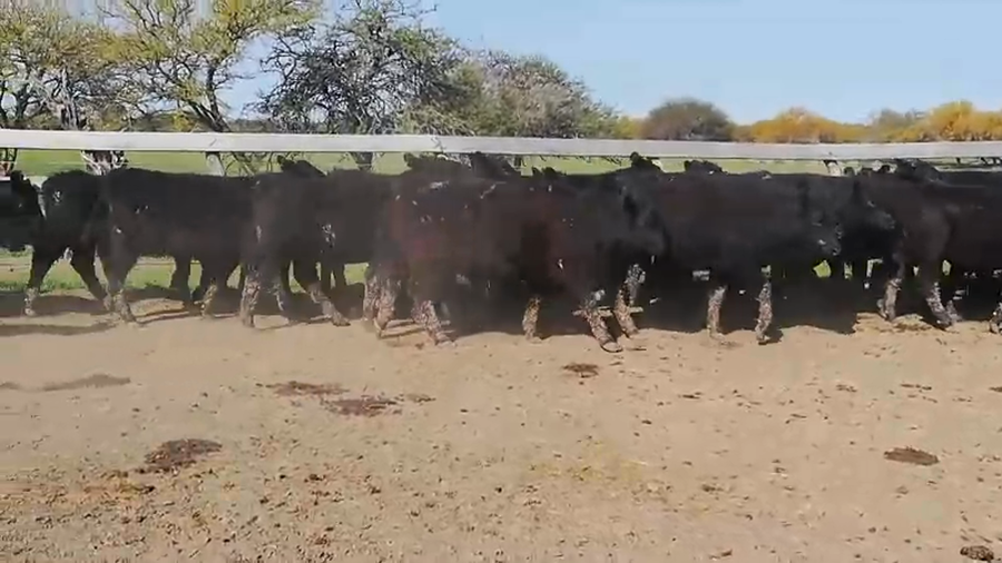 Lote 85 Terneros en Entre Ríos, Federal