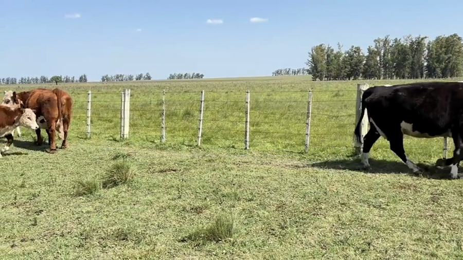 Lote PIEZAS DE CRÍA