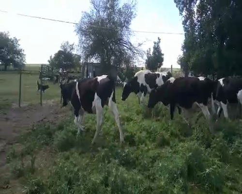 Lote 6 Terneros a remate en Feria por pantalla, San José