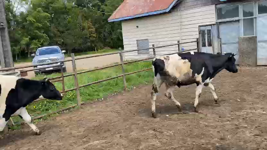 Lote 55 Novillo Engorda en Futrono, XIV Región Los Ríos