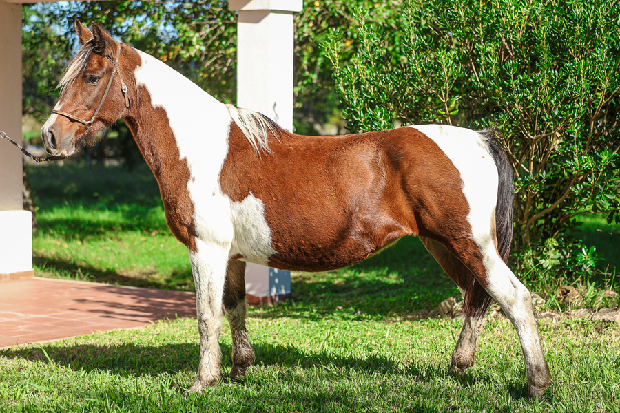 Lote CULEBRA MARCACRUZ