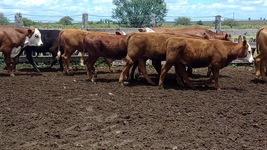Lote 65 Terneros/as