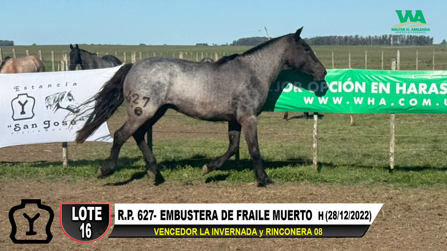 Lote EMBUSTERA DE FRAILE MUERTO