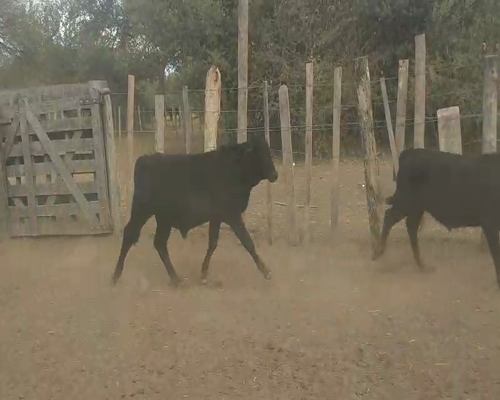 Lote 110 Terneros en Monte Quemado, Santiago del Estero