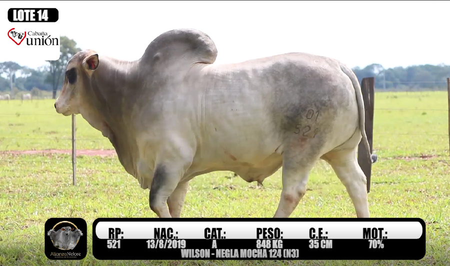 Lote LOTE 14 - RP 521