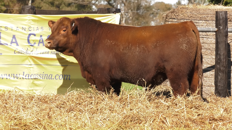 Lote TOROS A. ANGUS PURO PEDIGREE
