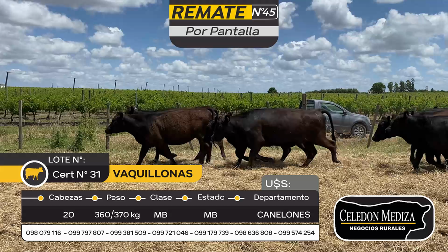 Lote 20 Vaquillonas  en Parador Tajes, Canelones