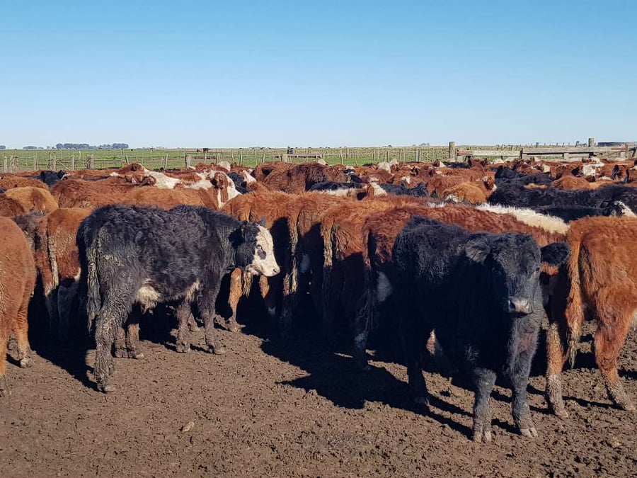 Lote 65 Terneros en Benito Juárez, Buenos Aires