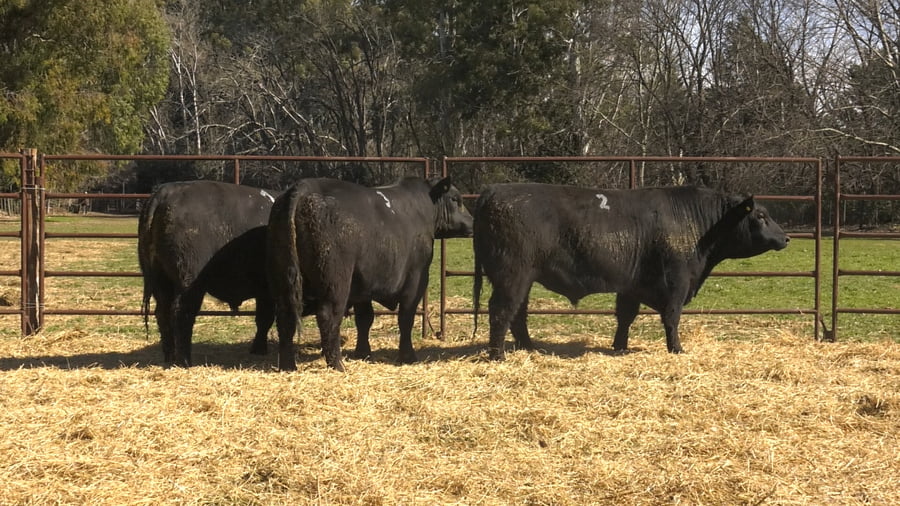 Lote TOROS PUROS DE PEDIGREE