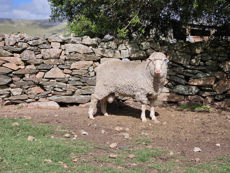 Lote Carneros a remate en Subasta Online - Nambi Guasu, Lavalleja