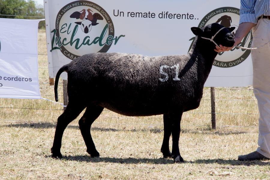 Lote OVINO STA. INES HEMBRA PPC