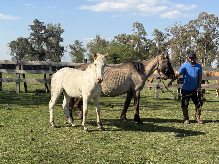 Lote Yegua mansa con cria