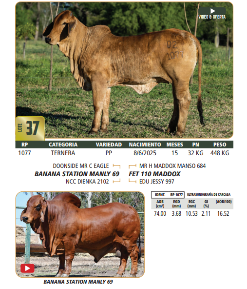 Lote LOTE 37