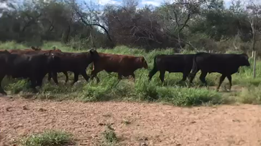 Lote 338 Novillos en Las Lomitas, Formosa