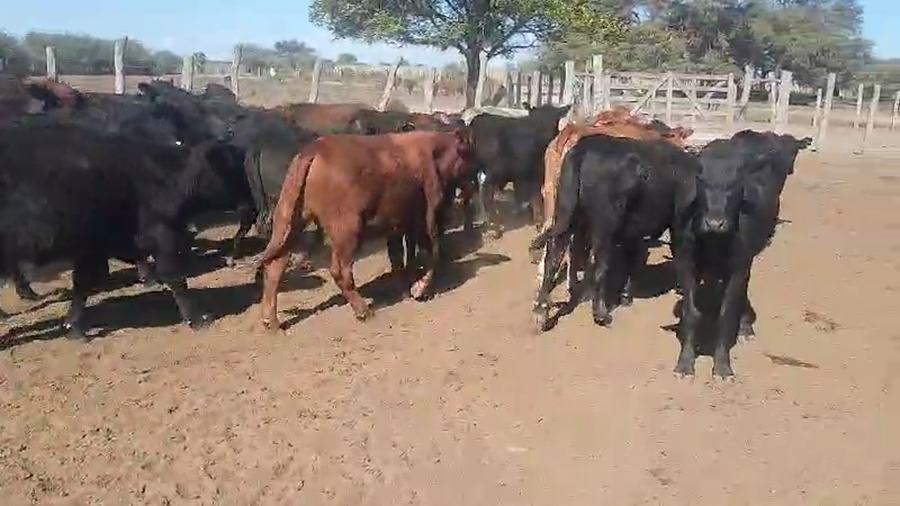 Lote 50 Novillitos en Vilelas, Santiago del Estero