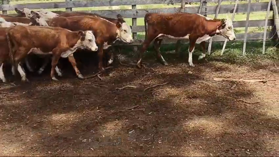 Lote VAQUILLONAS DE 1 A 2