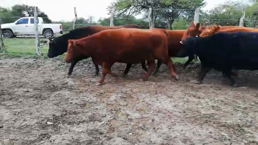 Lote 35 Vacas nuevas C/ gtia de preñez en Federal, Entre Ríos