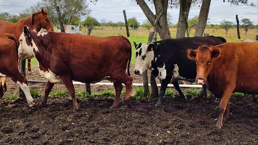 Lote 6 Vacas de invernar en Corrientes, Curuzu Cuatia