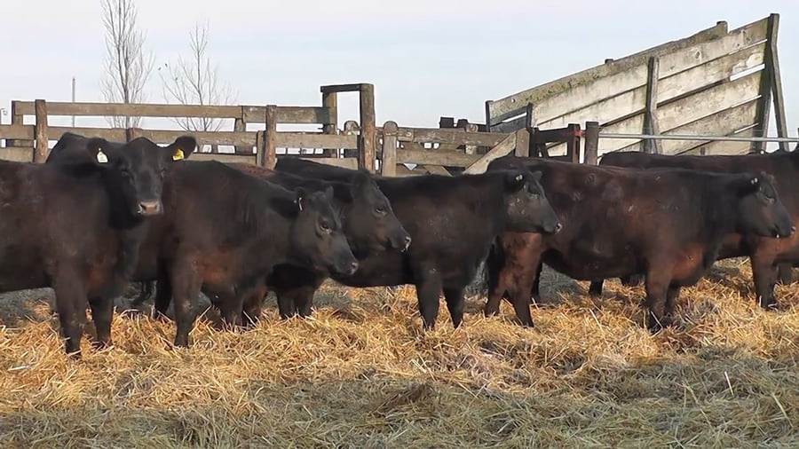 Lote """SAN BAUTISTA DEL SUR"" VAQUILLONAS MADRES ANGUS SELECCIONADAS CON GARANTÍA DE PREÑEZ"