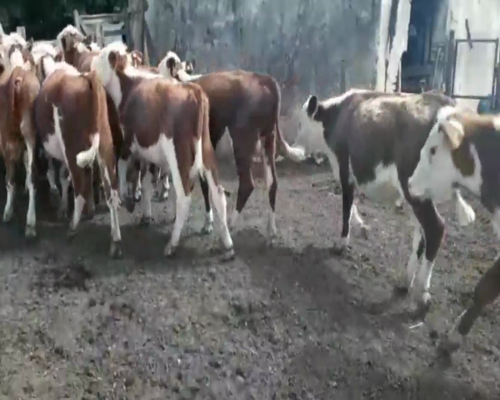 Lote Terneros
