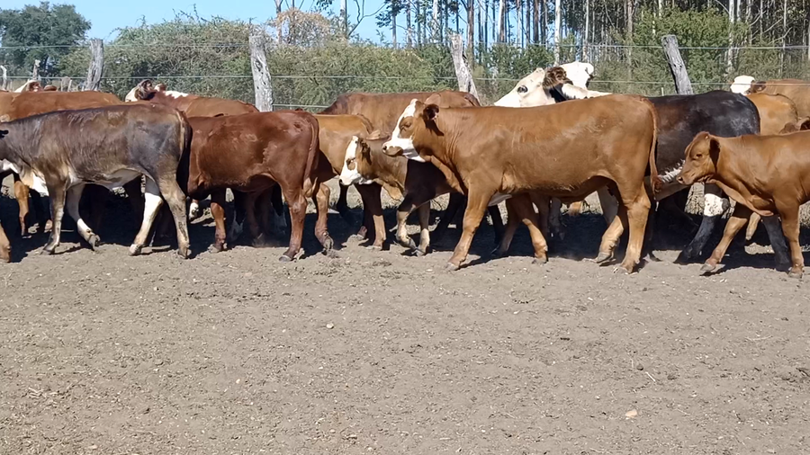 Lote 60 Terneros/as