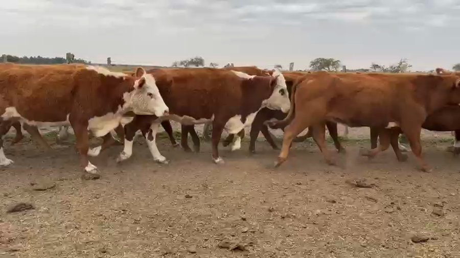 Lote 32 Vacas de invernar