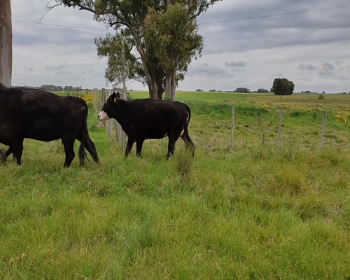 Lote (Vendido)4 Piezas de cría 1 AA Y 1 AA X HE a remate en #11 Remate de Pantalla 370kg - , Colonia