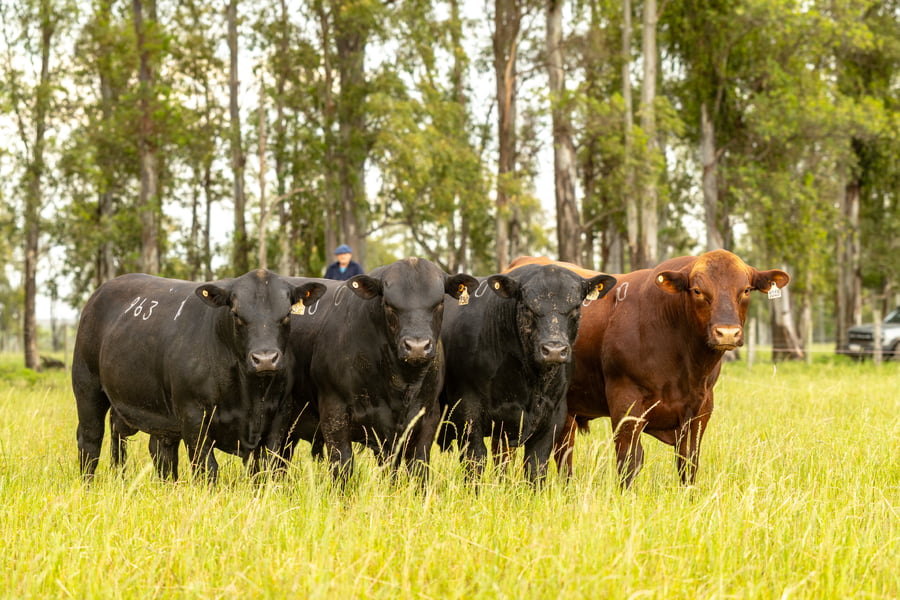 Lote Lote 10 Toros Pi 2 Años