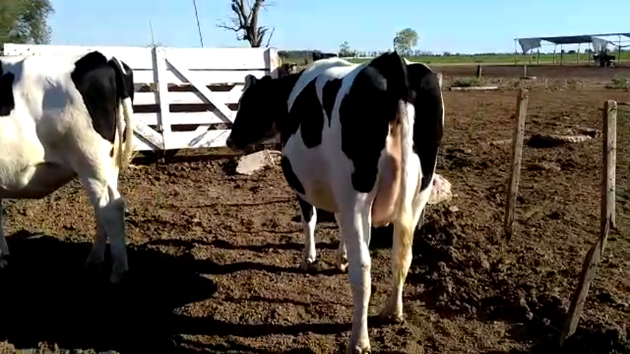 Lote Vaquillonas Preñadas - Miguel Presser
