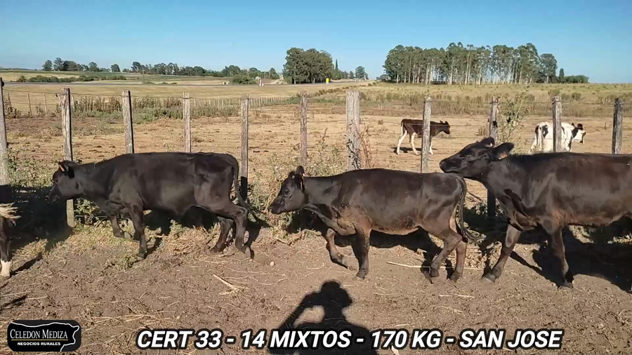 Lote 14 Terneros y Terneras en San José , San José