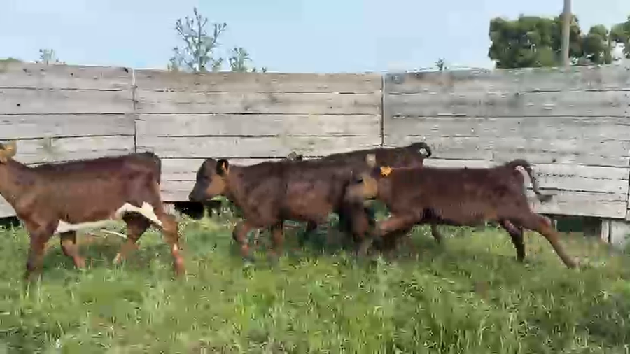 Lote TERNEROS Y TERNERAS