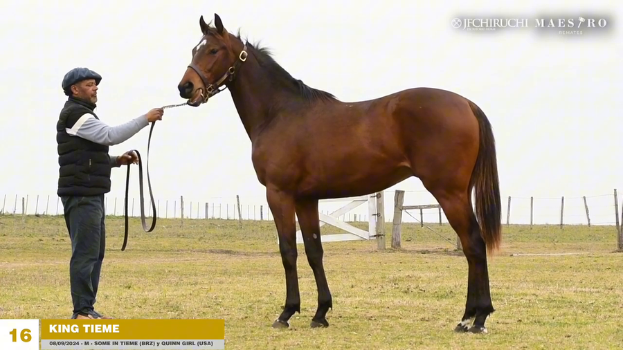 Lote KING TIEME