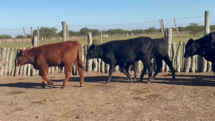 Lote 53 Terneros en Corrientes, Curuzu Cuatia