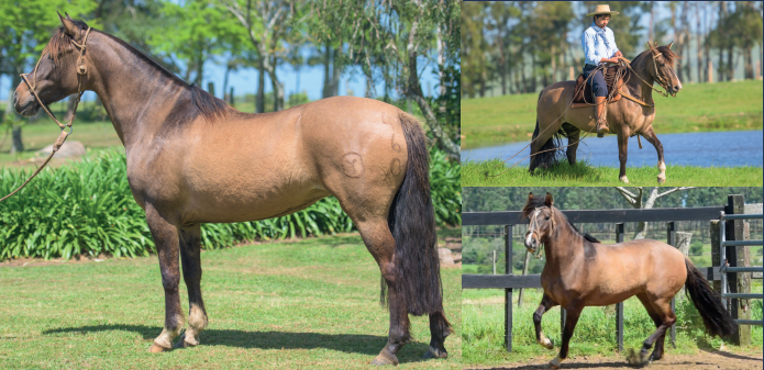 Lote EL GAVILÁN NIÑA LINDA