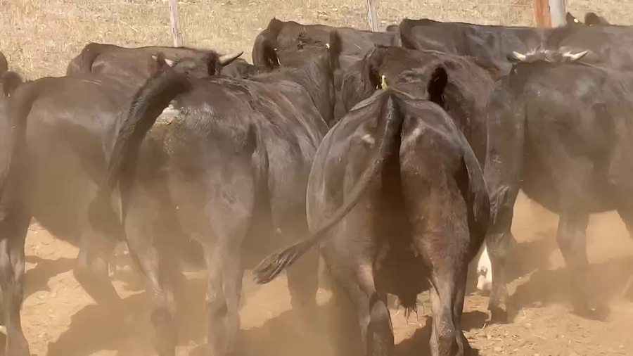 Lote 39 Novillo Engorda en Los Lagos, XIV Región Los Ríos