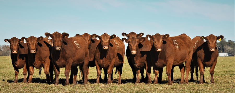 Lote Vaquillonas Angus PC Primavera