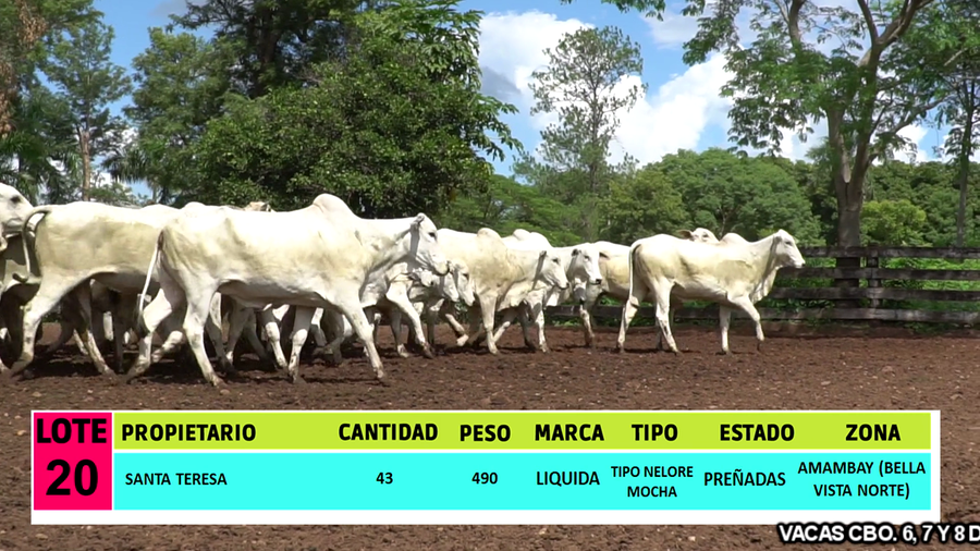 Lote LOTE 20 - 43 VACAS PREÑADAS