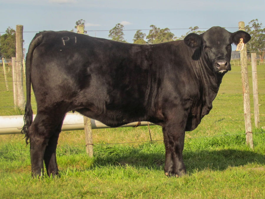 Lote KORAPI MARATON 1777