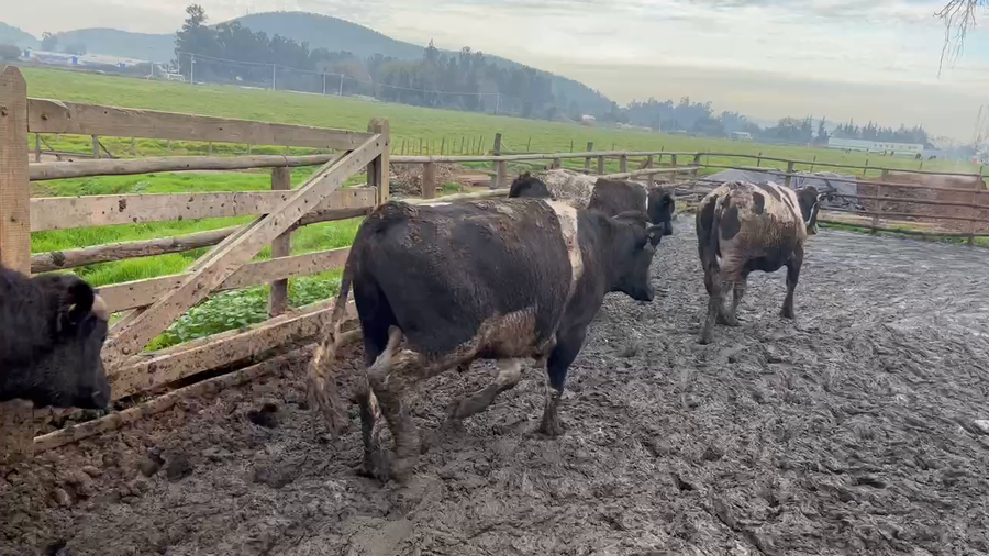 Lote 20 Novillo Gordo en Melipilla, Región Metropolitana