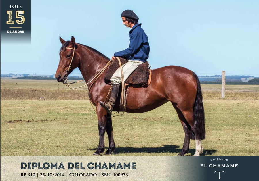 Lote DIPLOMA DEL CHAMAME