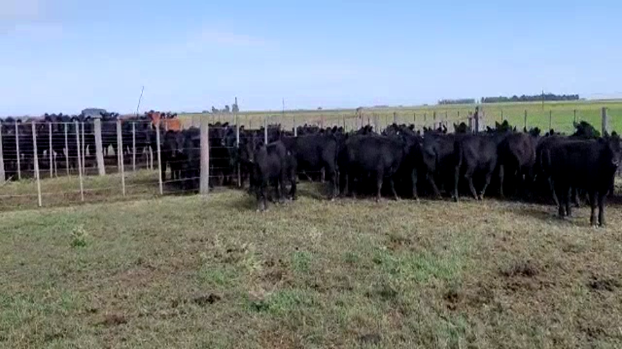 Lote 60 Terneras en Buenos Aires, Gral. Lamadrid