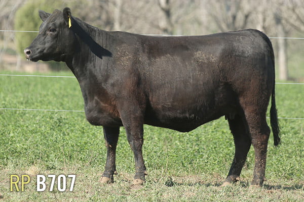 Lote 3 VAQUILLONAS PREÑADAS PURAS DE PEDIGREE